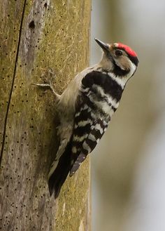 a woodpecker climbing up the side of a tree