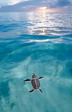 a sea turtle swimming in the ocean