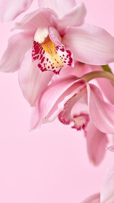 pink and white flowers against a light pink background