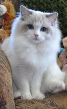 a white cat sitting on top of a couch next to a teddy bear and stuffed animal