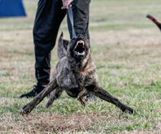 a dog with it's mouth open on a leash being held by a man