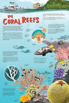 the coral reefs in the ocean are labeled with information about what they are and how to use them