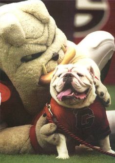 two dogs are playing with each other on the field in front of a football player