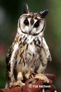 an owl sitting on top of a glove