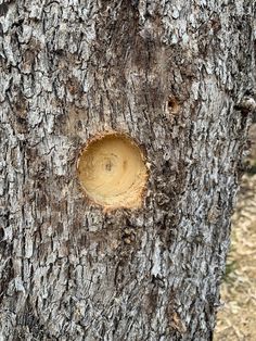 a tree with a hole in the bark