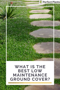 What is the best low maintenance ground cover| Perfect Plants Ground Cover For A Hillside, Zone 9 Ground Cover Drought Tolerant, Ground Cover Around Pool, Yard Ground Cover Ideas, Easy Ground Cover Ideas, Front Yard Ground Cover, Stepping Stones With Ground Cover, Jasmine Ground Cover Ideas, Soft Ground Cover