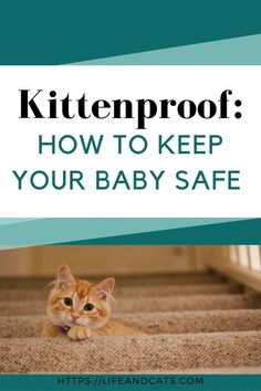 an orange cat sitting on top of a set of stairs with the words kittenproof how to keep your baby safe