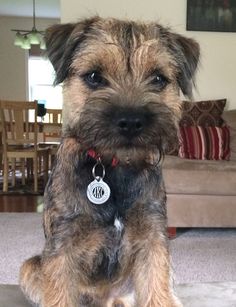 a brown and black dog sitting on top of a rug