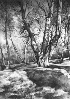 a pencil drawing of trees in the snow