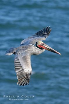 a bird flying over the ocean with it's wings spread out and its beak open