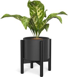 a plant in a black pot on a white background