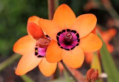 an orange flower with black and pink petals