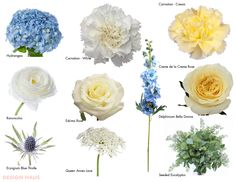 a bunch of flowers that are on a white background with the names of each flower