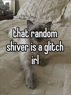 a cat laying on top of a bed with the caption that random silver is a glitch irl