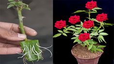 two pictures one with red roses and the other with green leaves, both have roots in them