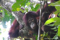 an adult oranguel hangs from a tree branch