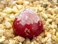 a red ball sitting on top of gravel covered in white flecks and dirt