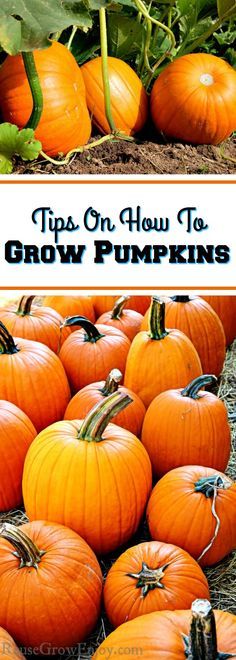 pumpkins growing in the garden with text overlaying top on how to grow pumpkins