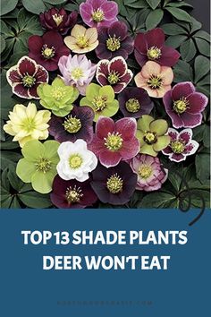 the top 13 shade plants that deer won't eat cover image with text overlay