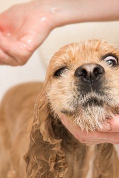 a wet dog being held by someone's hand