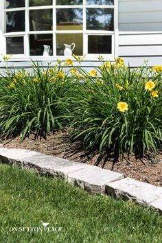 yellow flowers are growing in the front yard