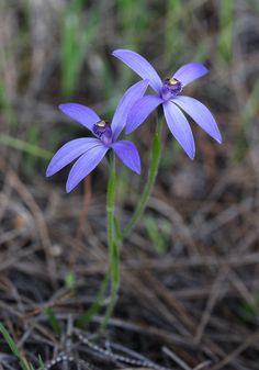 two purple flowers are growing out of the ground