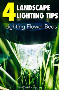 the cover of 4 landscape lighting tips for lightening flower beds by plant care today