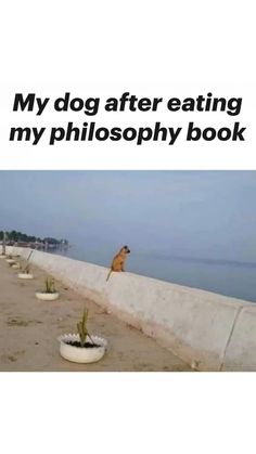 a dog sitting on the edge of a concrete wall next to water and plants with caption that reads, my dog after eating my photography book