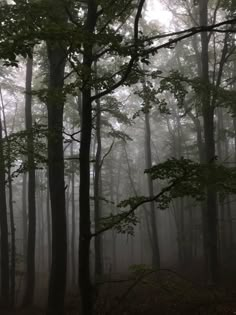 foggy forest with trees and leaves in the foreground