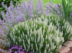 purple and white flowers in a garden with brick edging on the side of it