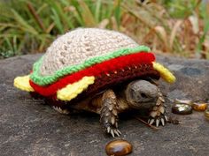 a tortoise wearing a knitted hat on top of it's head