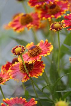 some very pretty colorful flowers in a field