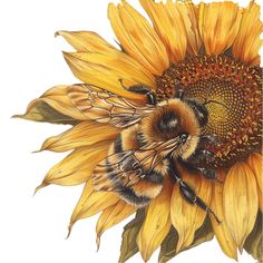 a drawing of two bees on a sunflower