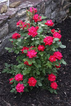 red flowers blooming in the garden next to a stone wall and shrubbery with green leaves