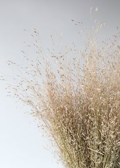 some very pretty dried plants in a glass vase