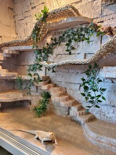 a lizard is sitting on the ground in front of a stone wall and some plants