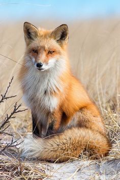 a red fox sitting on top of a dry grass field