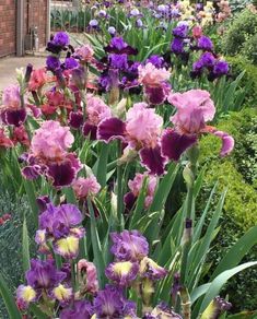 many different colored flowers in a garden