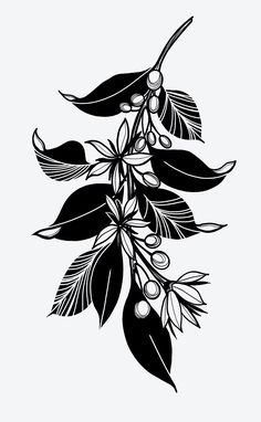 black and white drawing of an olive tree branch with leaves, berries and buds on it