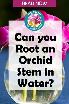 How To Grow Orchids From Stem, Orchid Propagation Stems, Propagating Orchids From Stems, Propagate Orchids From Cuttings, Propagating Orchids From Cuttings, How To Propagate Orchids, Propagate Orchids, Orchid Propagation