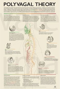 Restorative Practices, Nervus Vagus, Brain Facts, Vagus Nerve, Mental Health Resources