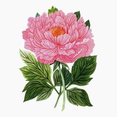 Oana Befort, Peony Illustration, Posca Art, Gouache Art, Plant Illustration, Digital Flowers, Floral Illustrations