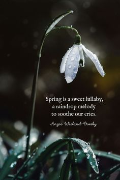 a white flower with water droplets on it and an inspirational quote about spring is a sweet lullaby, a raindrop melody to soothe our cries