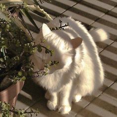 a white cat standing next to a potted plant