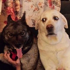 two dogs sitting next to each other with their mouths open