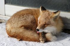 a close up of a fox laying in the snow