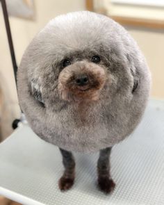 a dog that is sitting on top of a table