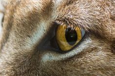 an animal's eye is shown in this close up photo with yellow and brown colors