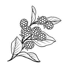 black and white drawing of berries on a tree branch with leaves, hand drawn illustration