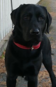 a black dog with a red collar is standing on the sidewalk next to a white fence